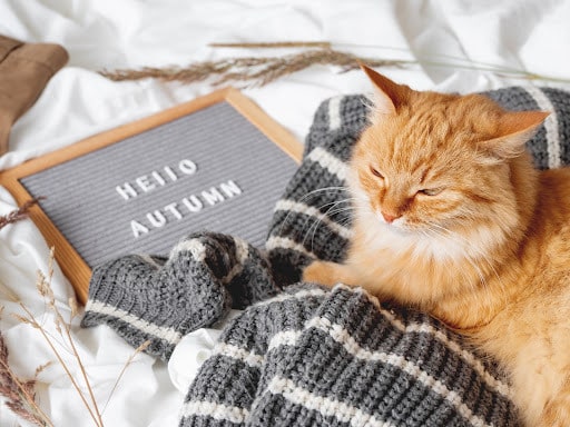 10 Fall Sweater Tips