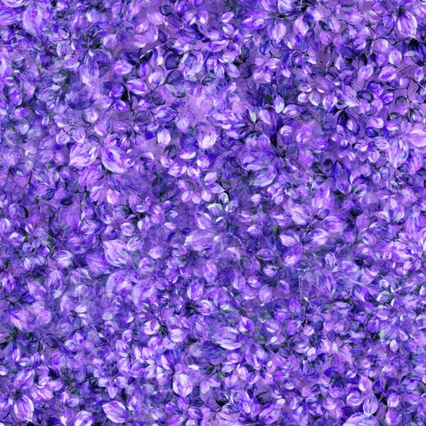 Fancy-Foliage-Purple-Passion-scaled