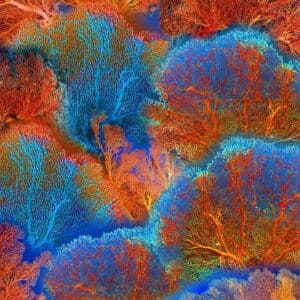 45" Michael Miller Magnificent Coral