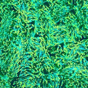 45" Michael Miller Jewels Of The Sea Anemone