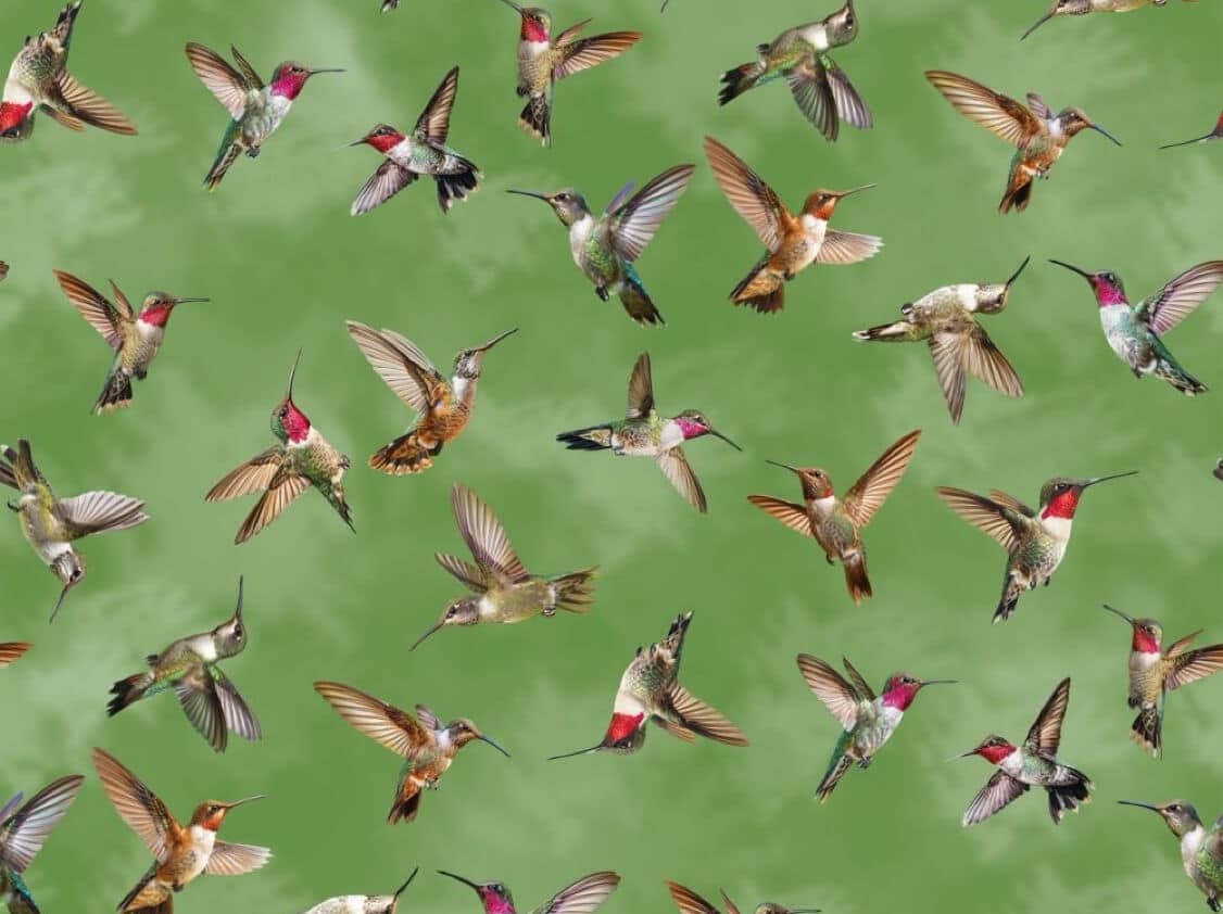 Green cotton fabric with hummingbird print