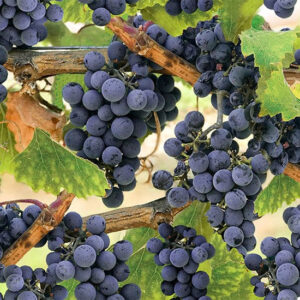 45" Hoffman Fabrics Through The Vine