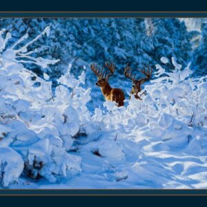 45" MDG Fresh Snow Deer Panel