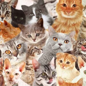 45" Cats Allover